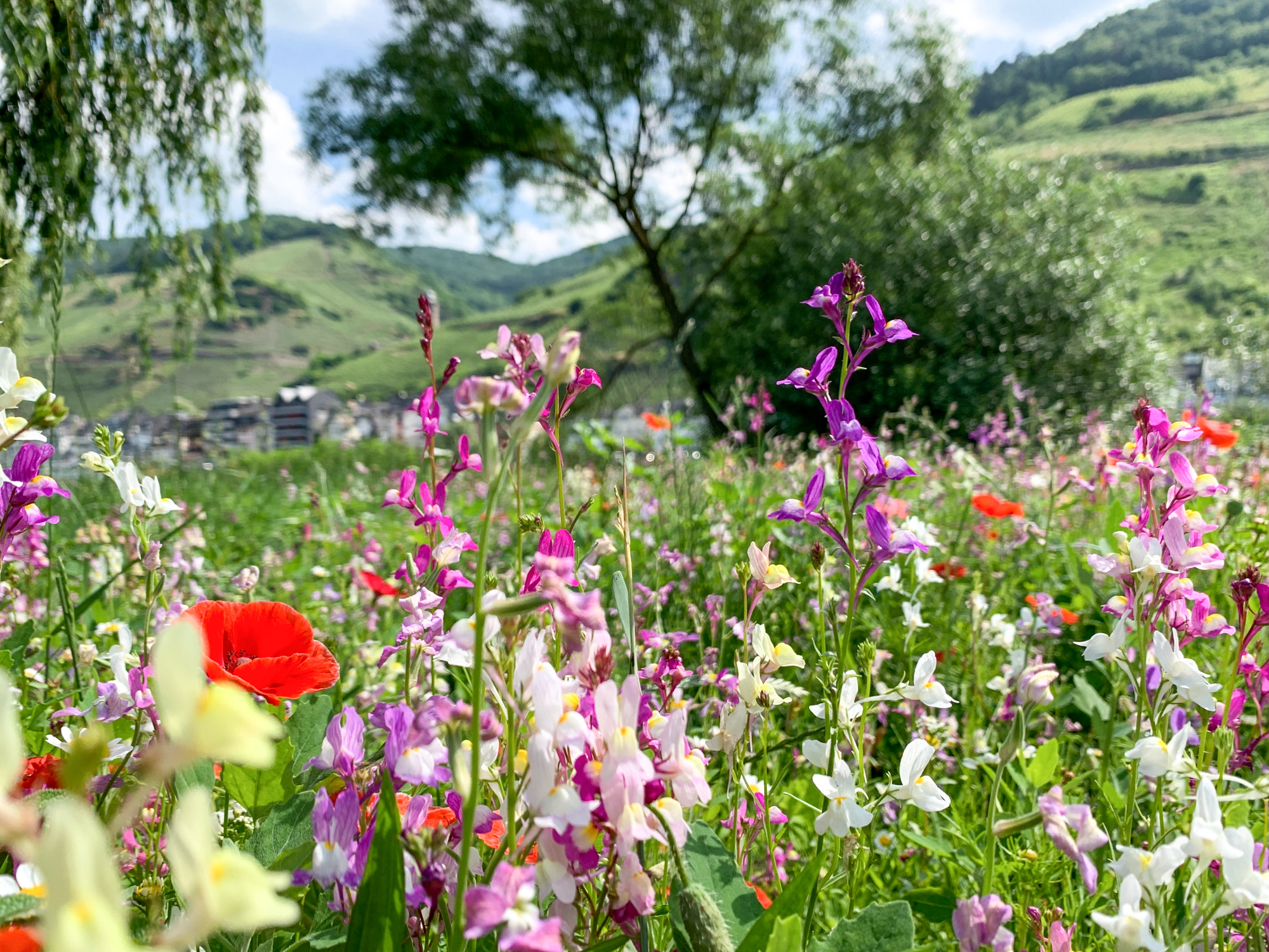Ferienwohnung_Mosel_Moselblick_072